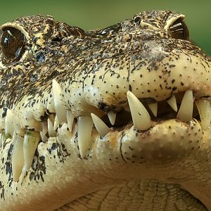 Cuban crocodile : Crocodiles of the World : 28 Jul 2024