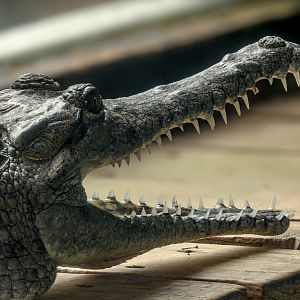 Freshwater crocodile : Crocodiles of the World : 28 Jul 2024