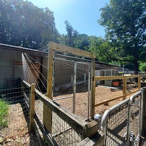 Flemish Giant Rabbit Exhibit