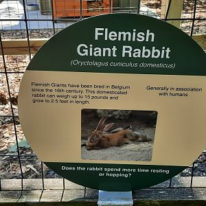 Flemish Giant Rabbit sign