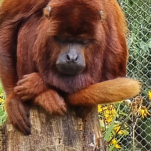 Red howler monkey