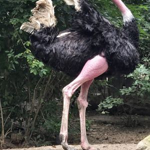 Ostrich