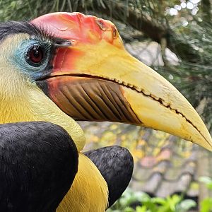 Wrinkled hornbill