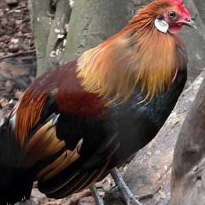Red jungle fowl