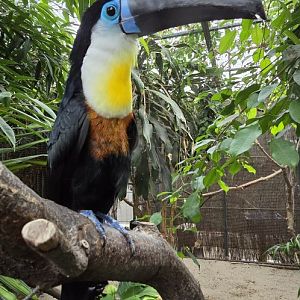 Channel-billed toucan