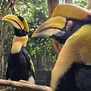 Great Indian hornbill