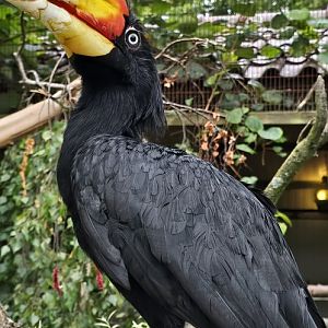 Rhinoceros hornbill
