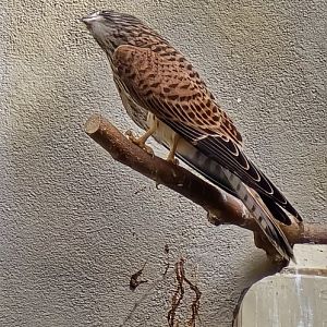 Lesser kestrel