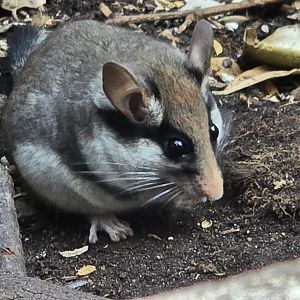 Garden dormouse