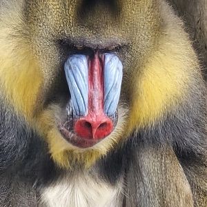 Mandrill