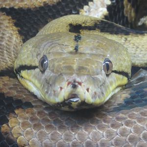 Reticulated Python