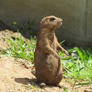 Black-tailed Prairie Dog