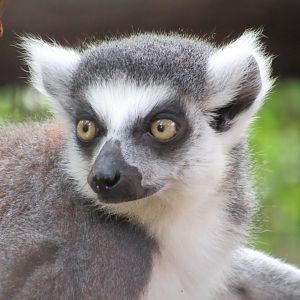 Ring-tailed Lemur