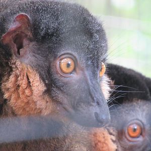 Collared Brown Lemur