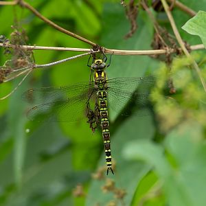 Southern hawker, wild, RSPB Strumpshaw fen, UK
