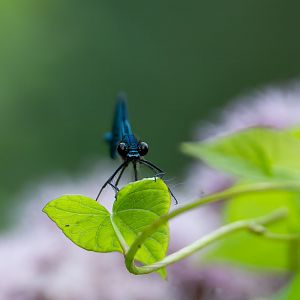 Beautiful demoiselle, wild, RSPB Strumpshaw fen, UK