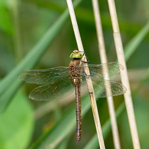 Norfolk hawker, wild, RSPB Strumpshaw fen, UK