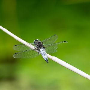 Black tailed skimmer, wild, RSPB Strumpshaw fen, UK