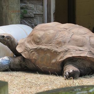 Aldabra Tortoise Al