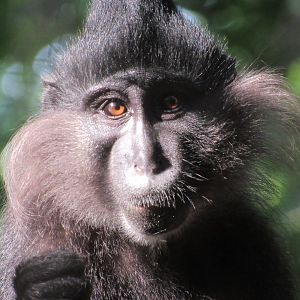 Black-crested Mangabey