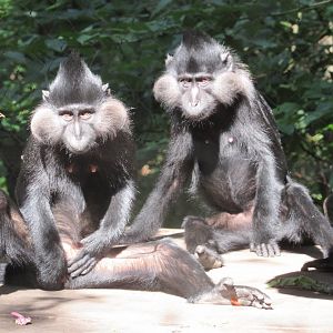 Black-crested Mangabeys