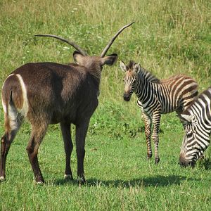 Waterbuck curious about the new baby