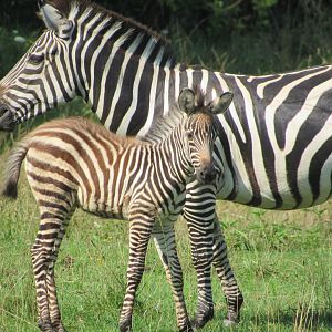 Grant's Zebra foal with mom
