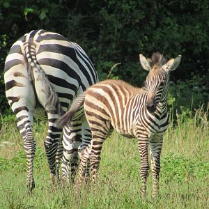 Grant's Zebra foal
