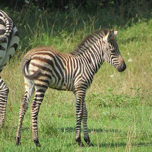 Grant's Zebra foal