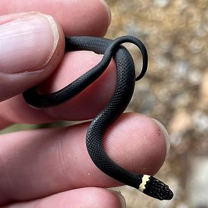 Juvenile Southern Ring-necked Snake