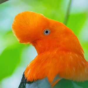 Andean Cock-of-the-Rock (Rupicola Peruvianus)