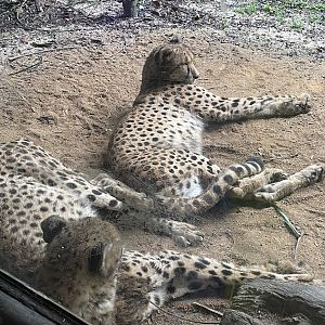 Southern Cheetah (Acinonyx jubatus jubatus)