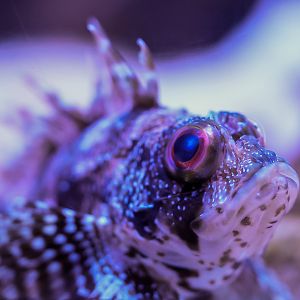 Hawaiian Green Lionfish