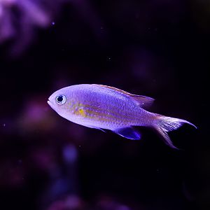 Vanderbilt Chromis