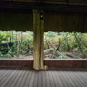 Sumatran Palm Civet exhibit- Pangolin Trail