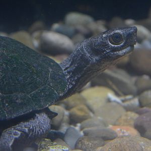 Asian leaf turtle Cyclemys dentata
