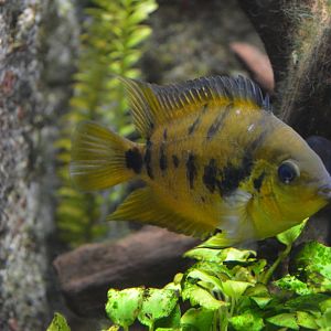 Yellow dwarf cichlid Amatitlania nanolutea