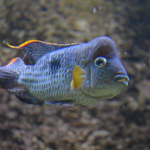 Green terror Andinoacara rivulatus
