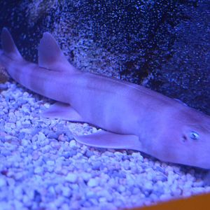 White-spotted bambooshark Chiloscyllium plagiosum