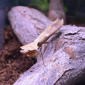 Deroplatys dessicata