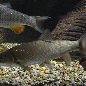 Graells barbs Luciobarbus graellsi