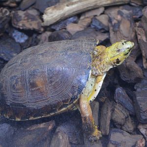 Mccord's Box Turtle Cuora mccordi