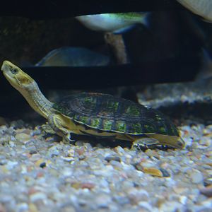 Yellow-headed Box Turtle Cuora aurocapitata
