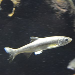 Madrilla Parachondrostoma miegii