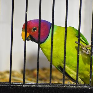 Plum-headed Parakeet