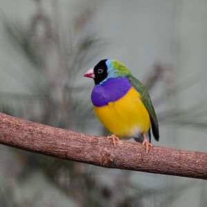 Gouldian Finch
