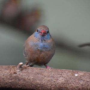 Red-cheeked Cordon-Bleu