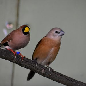 Masked Finch and Yellow-rumped Mannikin