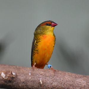 Orange-breasted Waxbill