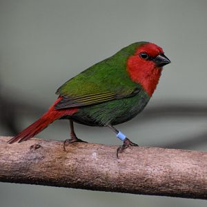 Red-throated Parrotfinch